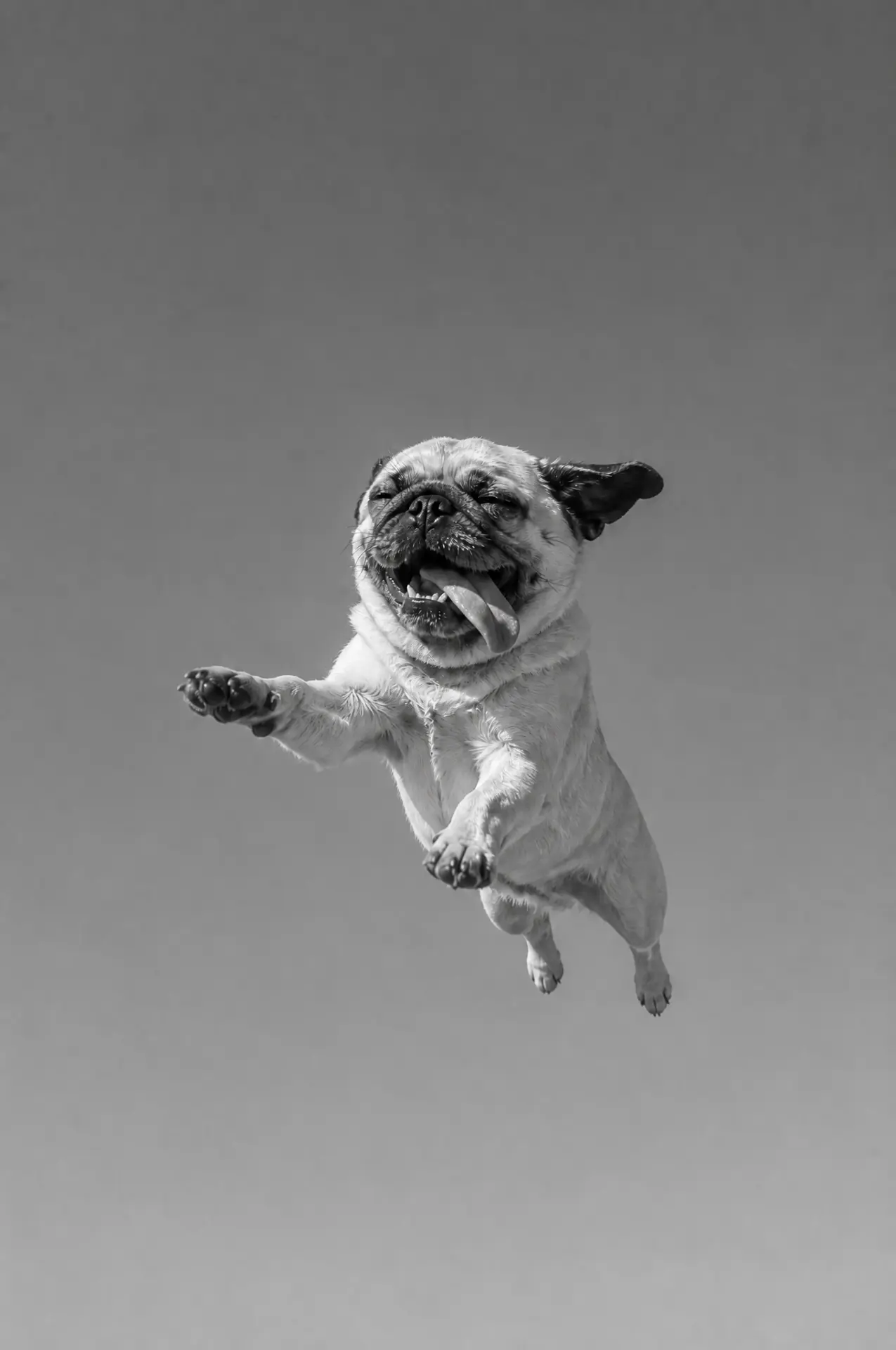 Wild Thing pet portrait example