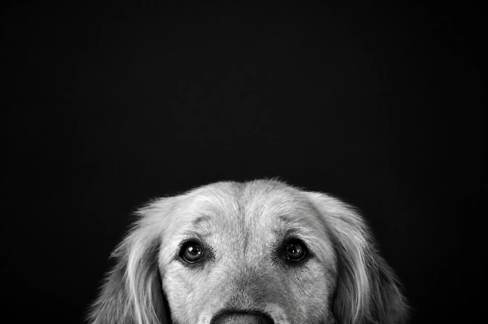 Always Watching pet portrait example