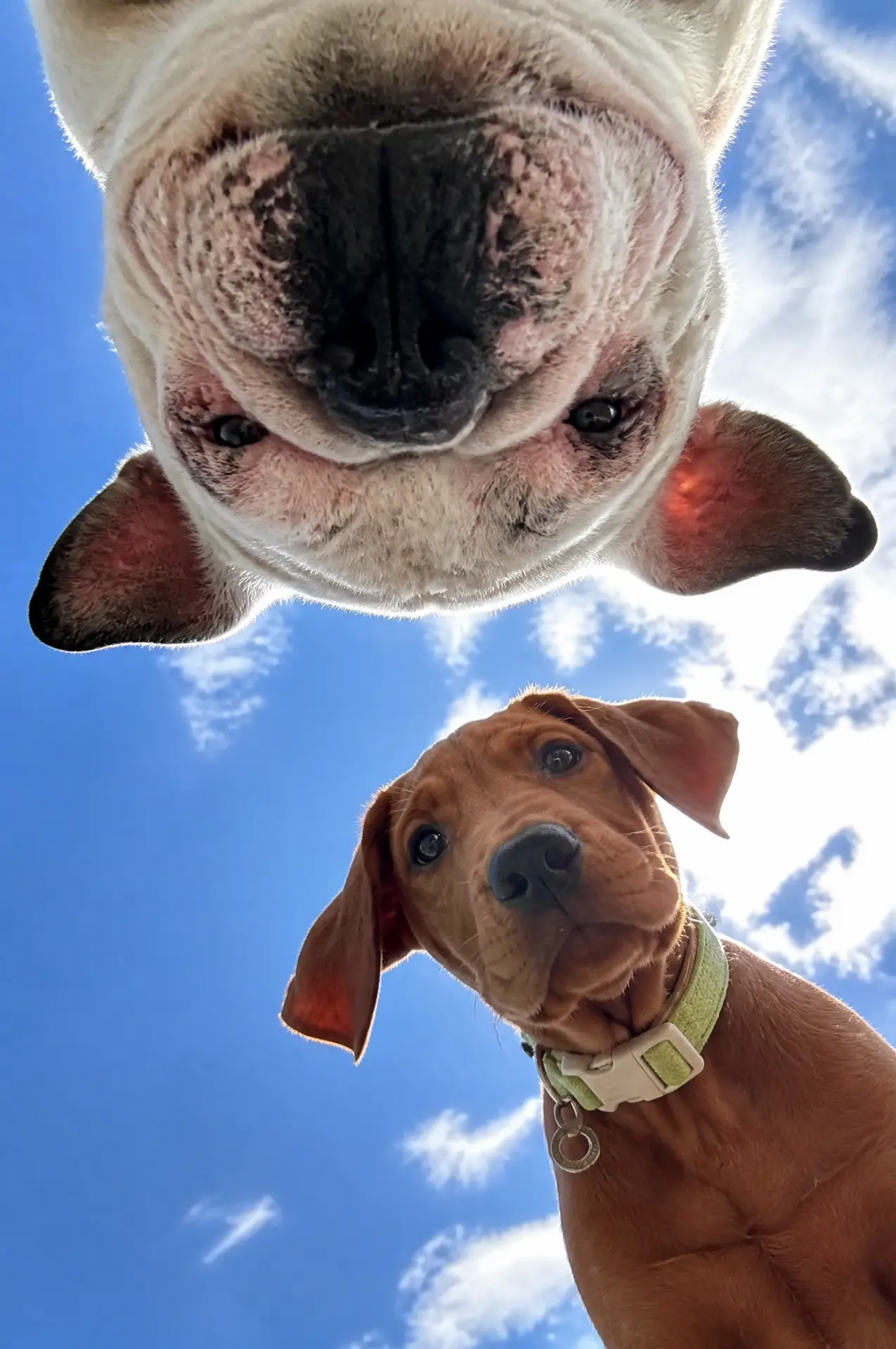 U ok? pet portrait example